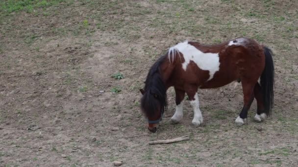 宠物小马独自在农场动物主题上吃草 — 图库视频影像