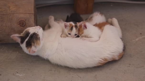 Neugeborene Baby Kätzchen Haustiere Mit Mutter Boden — Stockvideo