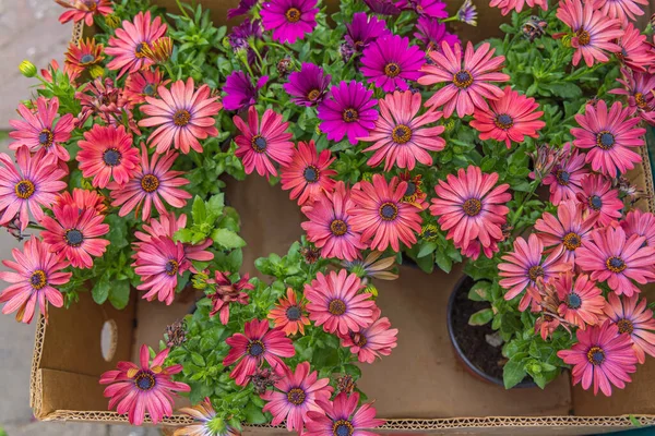 Fresh Pink African Daisies Flowers Pots — Stockfoto