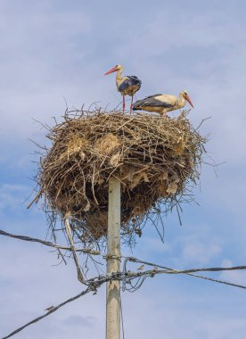 Yuvadaki Beyaz Leylekler Işık Direğinin Üzerinde