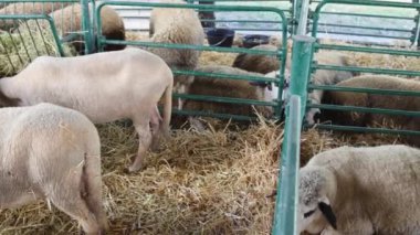 Many Wooly Sheep in Pen Enclosure Cages Animal Farming pan