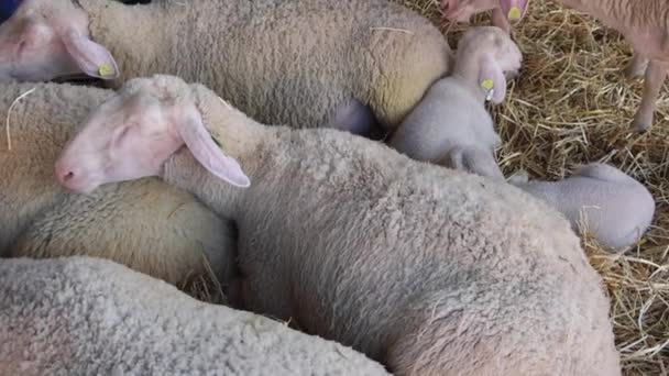 Owce Kładące Się Zagrodzie Zagrody Zwierząt Gorący Dzień — Wideo stockowe