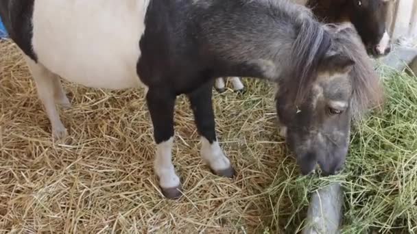 Two Small Pony Horses Grazing Silage Stable Farm — 图库视频影像