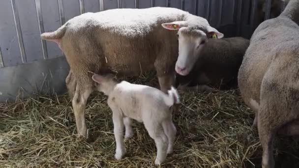 Small Newborn White Lamb Sheep Animal Farm — Video