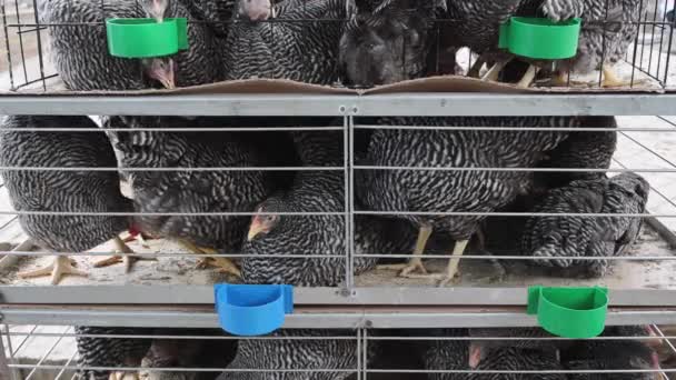 Crowded Black Chickens Small Cage Poultry Farming — Vídeo de stock
