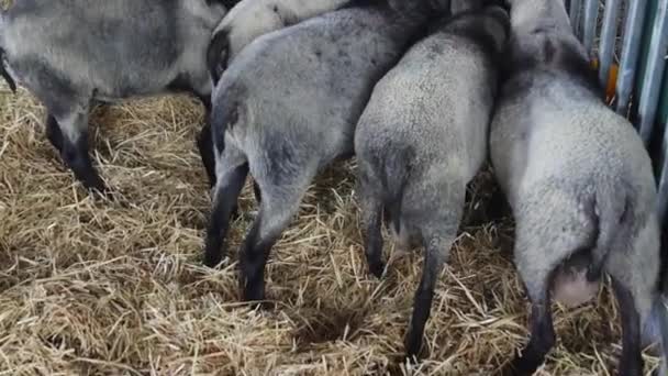 Black Sheep Breed Pen Enclosure Animal Farm Tilt — Stockvideo