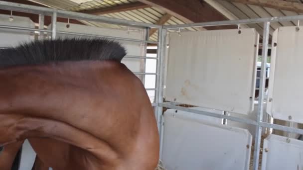 Grande Cavalo Corrida Marrom Estábulo Fazenda — Vídeo de Stock