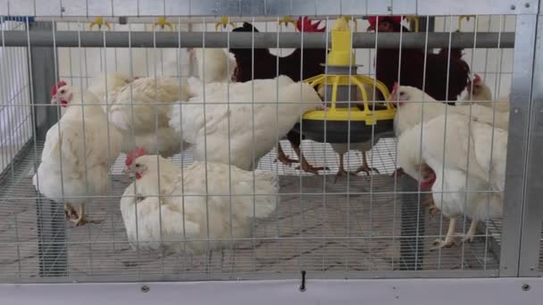 Chickens Wire Cage Automated Water Feeder Poultry Farming Pan — 图库视频影像