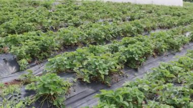 Row Fruit Farm tavasında delinmiş Çilek Yetiştirme folyosu