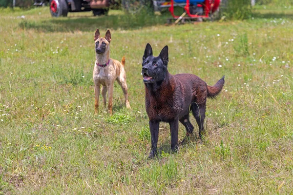 Two Big German Shepherd Pet Dogs Playing Grass Field — Stockfoto