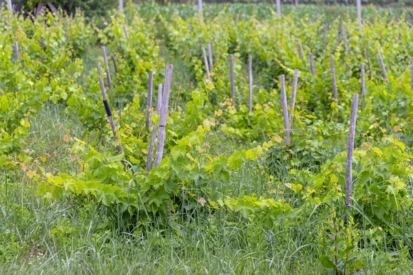Low Plants Vineyard Spring Day Agriculture — Foto Stock