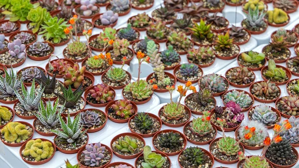 Malé Kaktusové Dekorativní Rostliny Hrnčířské Směsi Odrůdy — Stock fotografie
