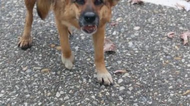 Park alanında Büyük Başıboş Köpek Kemikleri Çiğniyor