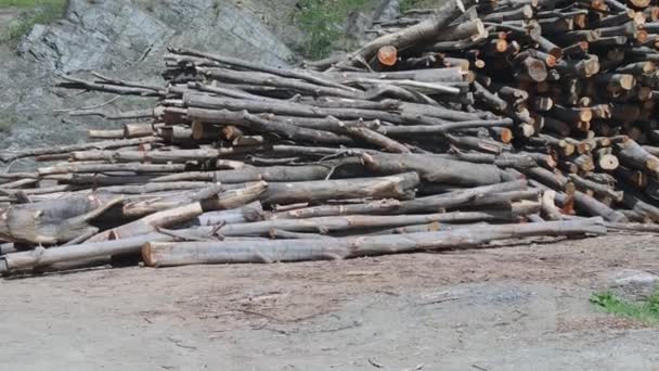 Duża Kupa Kłód Drewna Przemysł Drzewny Materiał Patelnia — Wideo stockowe
