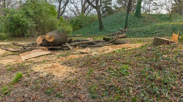 Cut Large Tree Stump City Park Winter Trimming — 图库照片