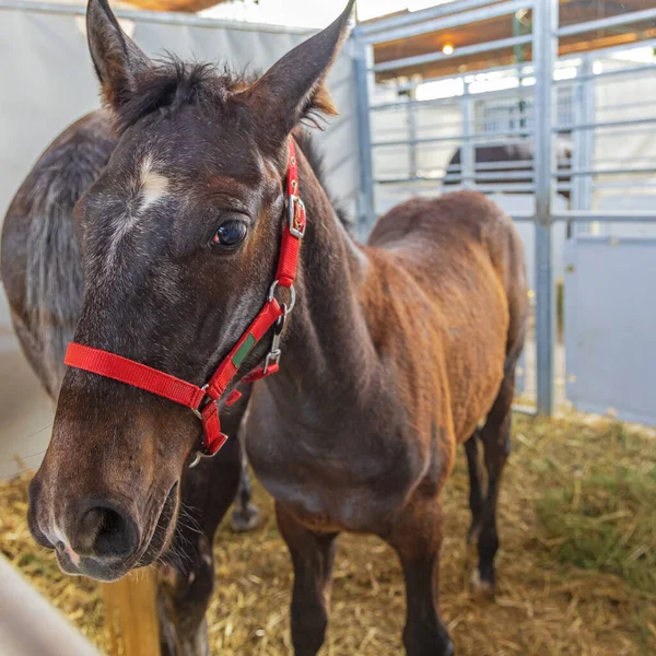 Newborn Foal Horse With Red Bridle Harness Stable