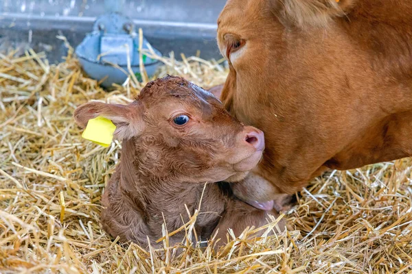 Newborn Baby Calf Brown Cow Mother Farm — 图库照片