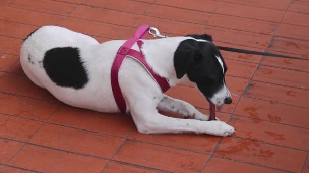 Cute Dog Pet Jack Russell Terrier Chewing Stick Pavement — Stock video