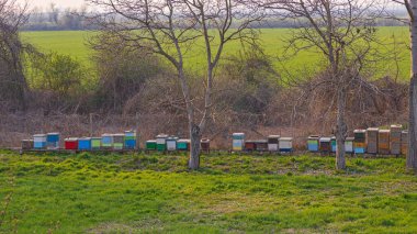 Sıraya dizilmiş renkli arı kovanları Arı kovanları Arı kovanları