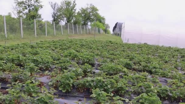 Perforated Strawberry Growing Foils Row Fruit Production Farming Pan — Vídeos de Stock