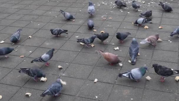Pieces Bread Feed Doves Pigeons Birds City Street — Video Stock