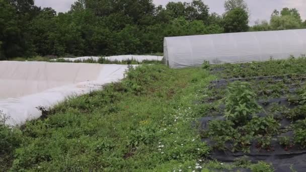 Polyethylene Lined Open Tank Low Water Level Storage Reservoir Farming — стоковое видео