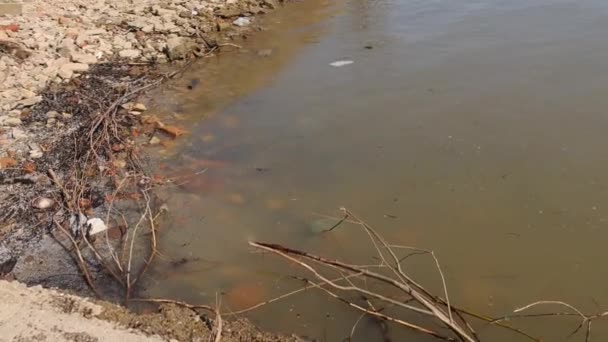 Dirty Water River Danube Coast Pollution Belgrade Serbia — Stock videók