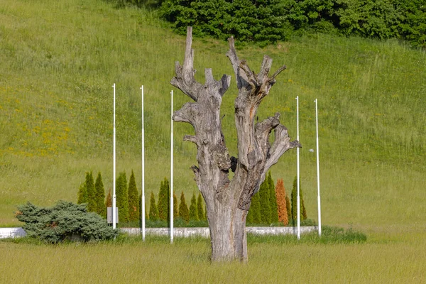 Historical Landmark Remains Old Oak Tree Takovo Park — Stockfoto