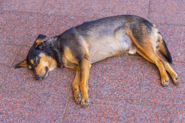 Stray Dog Sleeping at Granite Pavement Tiles Cooling Down