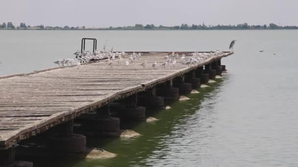 Dock Overcrowded Gulls Birds Palic Lake Nature Park Hot Summer — Stockvideo
