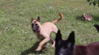 Three Big Playful Pet Shepherds Dog at Grass Field