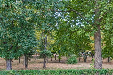 Large Green Wood Area Park in Indjija Town Vojvodina