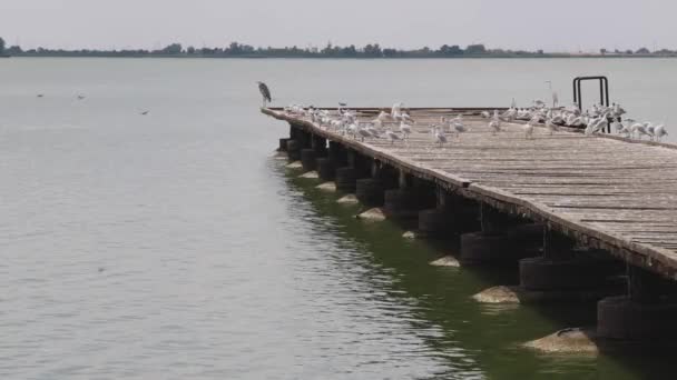 Overcrowded Dock Gulls Birds Lake Palic Nature Park Hot Summer — Stock video