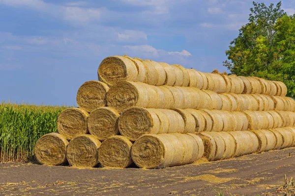 Many Haystack Rolls Stack Farm Sunny Summer Day — 图库照片