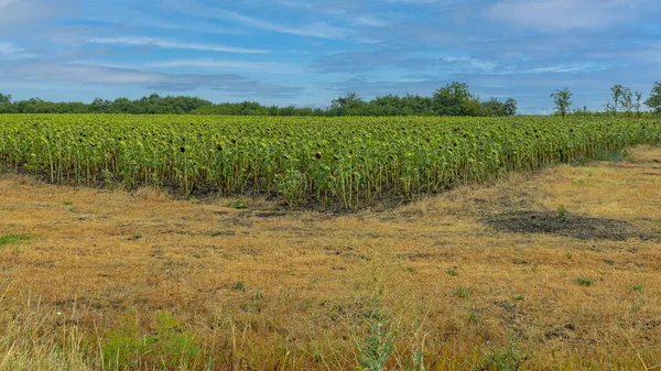 Solrosor Gröda Fält Sommardag Jordbruk Jordbruk Torr Mark — Stockfoto