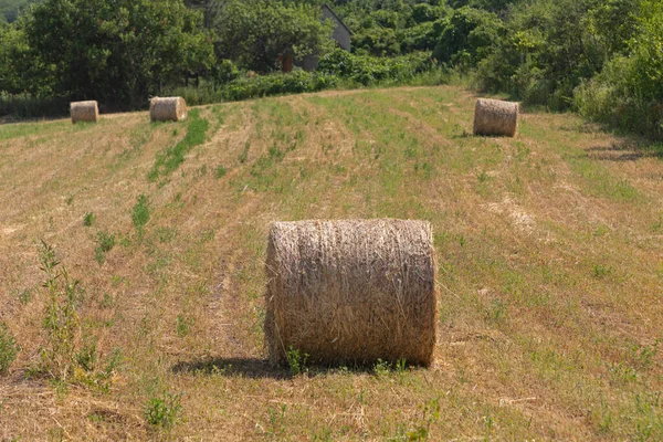Hay Bales Agriculture Meadow Field Summer Day — Stock Photo, Image