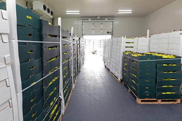 Green Peppers in Boxes Cold Storage Warehouse Open Door