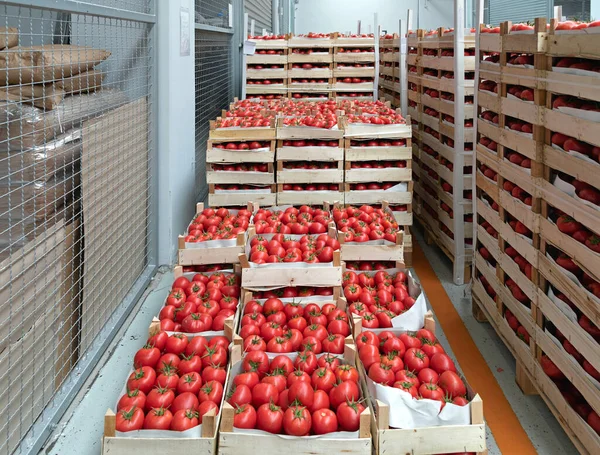 Crates Red Italian Tomato Warehouse Storage — стокове фото