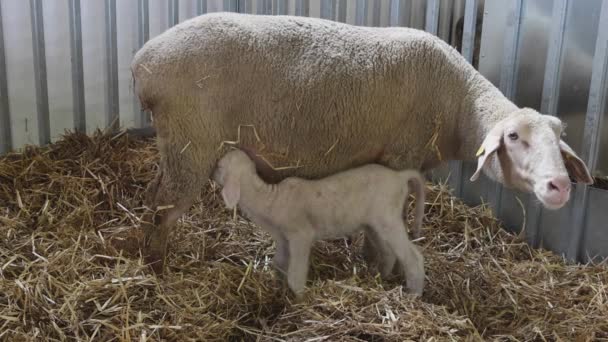 Neugeborenes Lamm Saugt Mutterschaf Tiergehege — Stockvideo