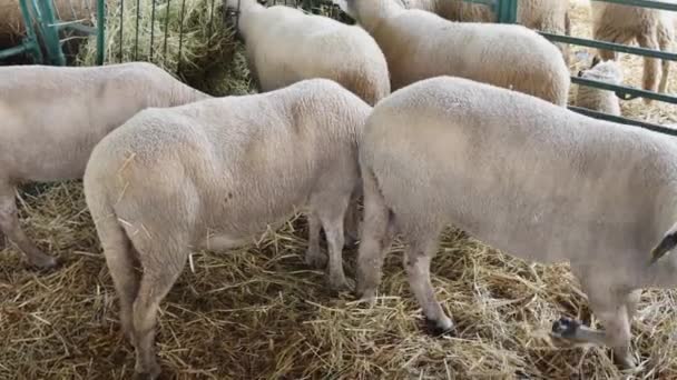 Ovce Uzavřeném Kotci Zvířecí Farmě Naklonit — Stock video