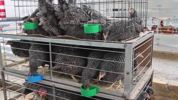 Fyllda Svarta Kycklingar Små Burar Flera Nivåer Fjäderfäuppfödning — Stockvideo