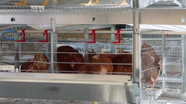 Brown Chickens Birds Multi Level Wire Cage Сайті Poultry Farm — стокове відео