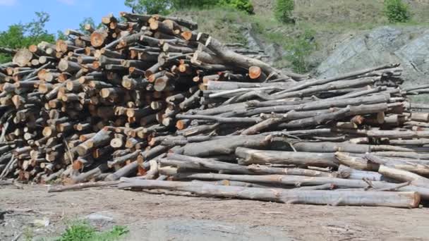 Duża Ilość Kłód Drewna Przemysł Drzewny Materiał Patelnia — Wideo stockowe