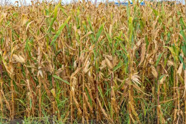 Mısır Tarlası Yaz Sonu Hasatına Hazır