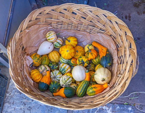 Vele Miniatuur Kalebassen Pompoenen Produceren Mand — Stockfoto