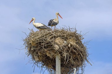 Yuvadaki Beyaz Leylekler Işık Direğinin Üzerinde