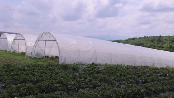 Folhas Perfuradas Morango Crescendo Fileiras Frutas Produção Fazenda Pan — Vídeo de Stock