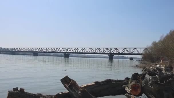 Troncos Árboles Agua Sucia Río Danubio Costa Contaminación Serbia Inclinar — Vídeo de stock