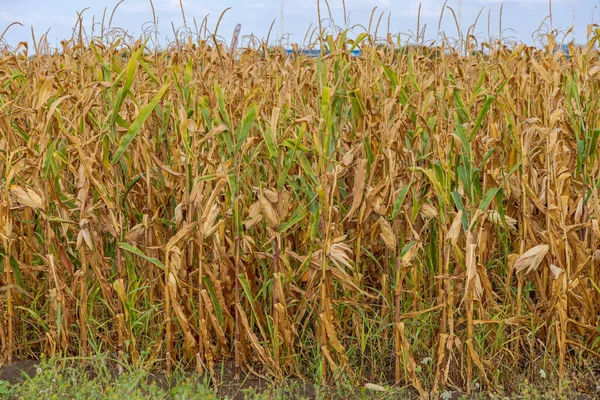 Maize Corn Field Siap Untuk Harvest End Summer — Stok Foto