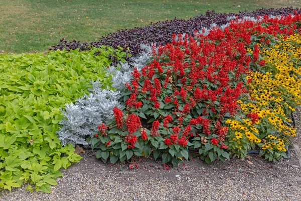 Flores Coloridas Misturam Camadas Jardim Cultivado Parque Cidade — Fotografia de Stock